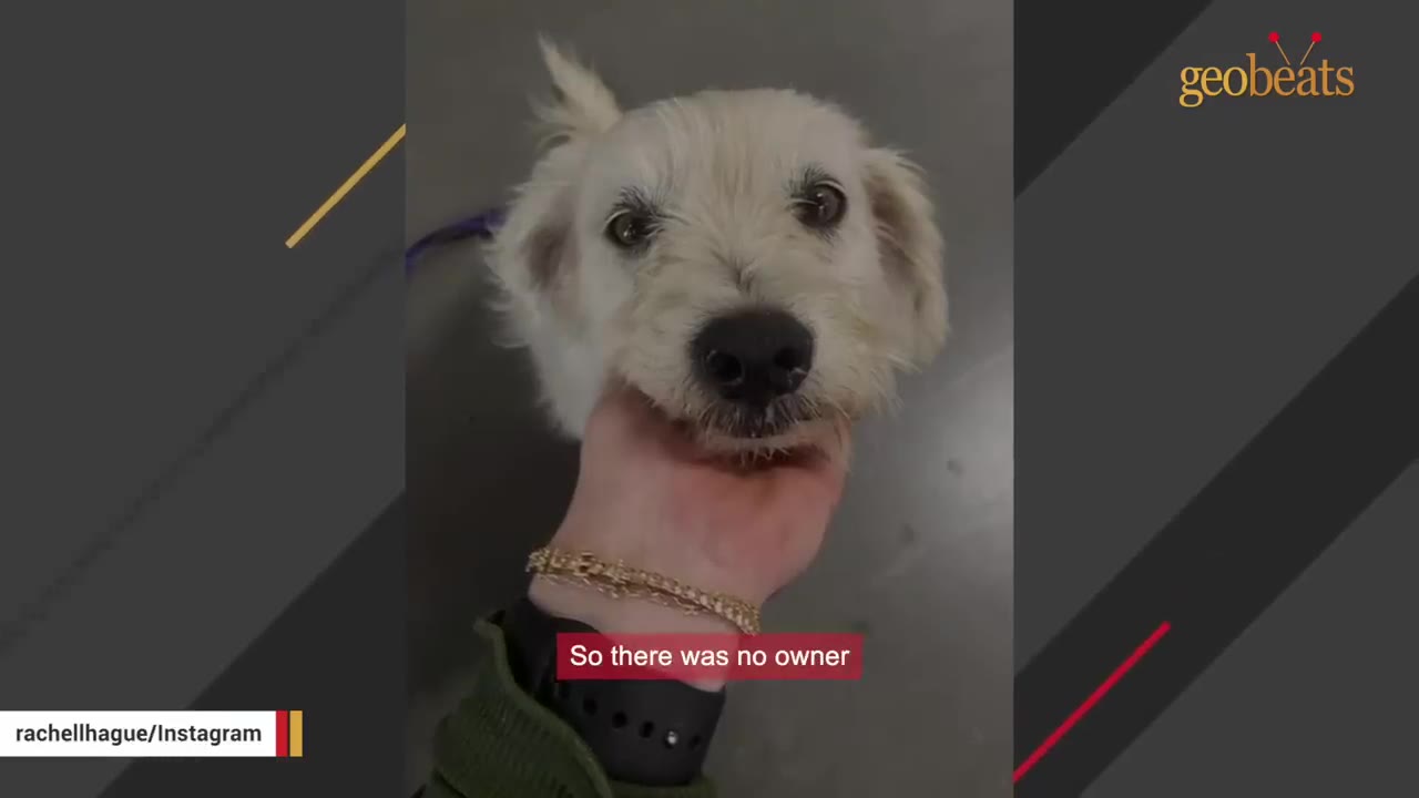 A close-up of a small, white, scruffy dog being gently cradled under the chin by a person's hand, with a subtitle reading 'So there was no owner'.