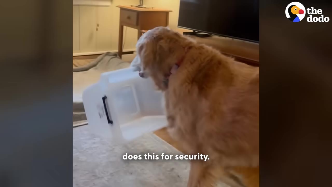 A golden retriever carrying a large white plastic storage bin in its mouth.