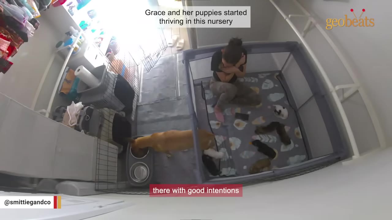 A high-angle shot of a tan dog eating from a bowl on the floor next to a playpen where a person sits with several small puppies.