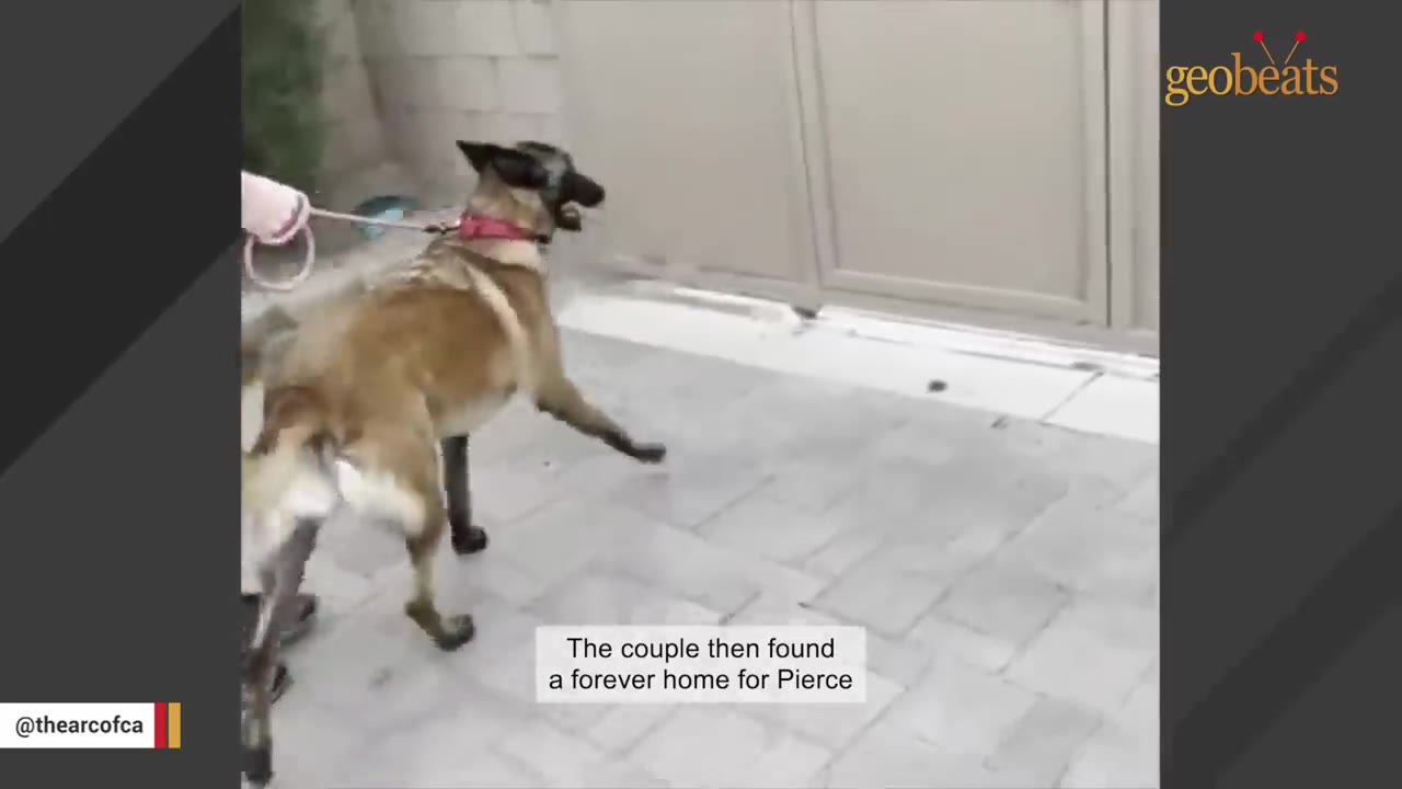 A brown and black dog on a leash walks on a paved patio next to a sliding door.