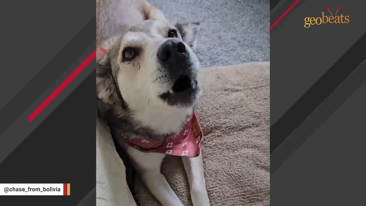 A close-up shot of a light-colored dog wearing a red patterned bandana, looking upwards with its mouth slightly open.