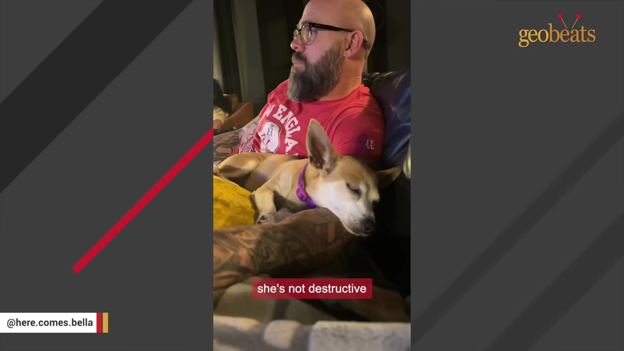 A small tan dog with a purple collar sleeping peacefully on a man's lap while he sits on a couch.