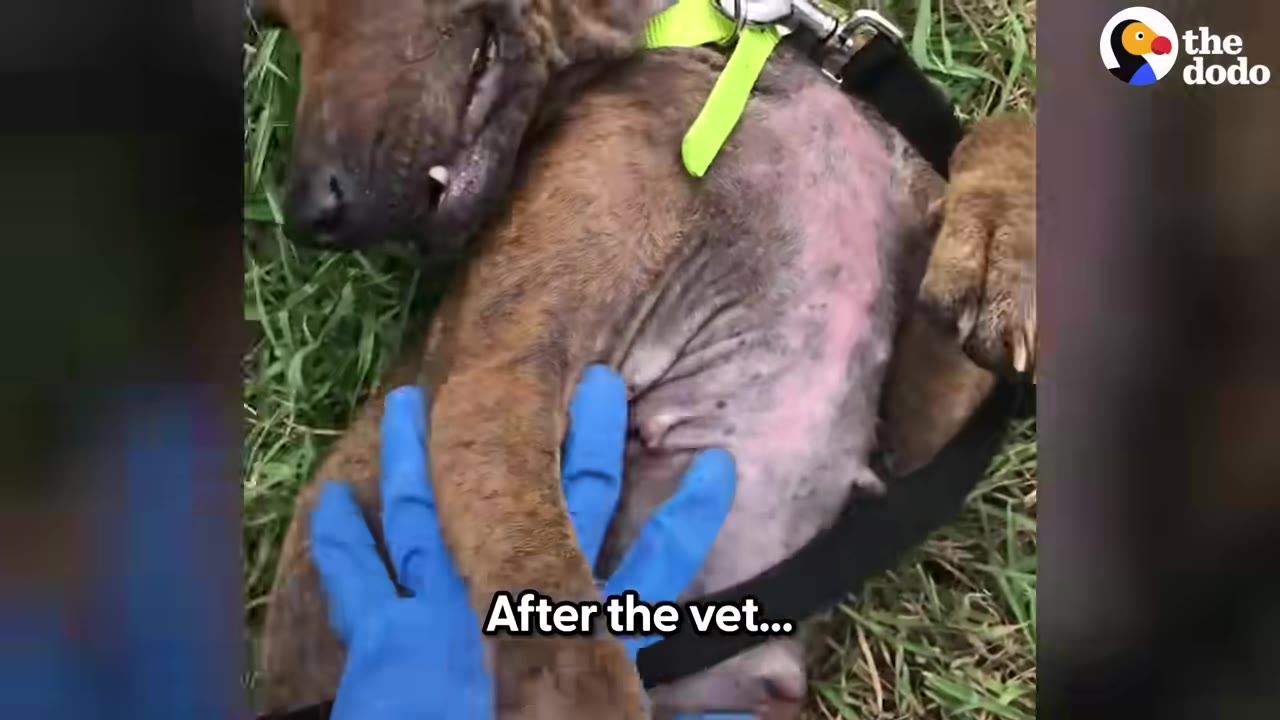 A brown dog lies on its back in the grass while a person wearing a blue medical glove gently touches its chest.
