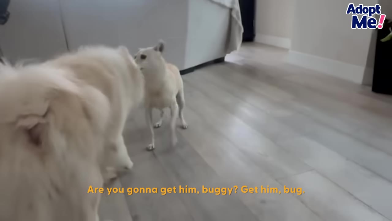 A fluffy white dog stands in the foreground facing a smaller, slender white dog who looks back at it on a light wood floor.
