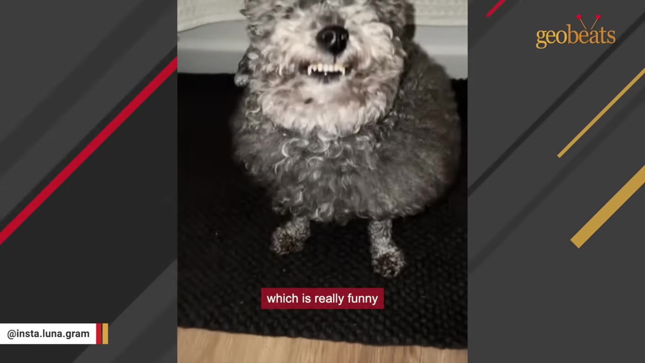A small, fluffy grey dog stands on a dark rug, looking up at the camera with its mouth slightly open, showing its teeth in a smile-like expression.