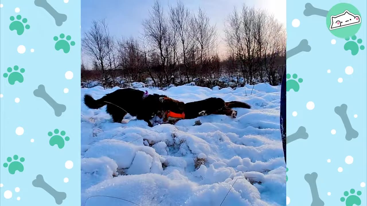 Two Bernese Mountain Dogs playfully wrestling in a snowy field with bare trees in the background.