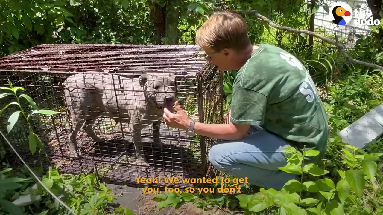 A person in a green shirt crouches next to a wire cage trap containing a grey dog, gently offering their hand to the dog's snout.