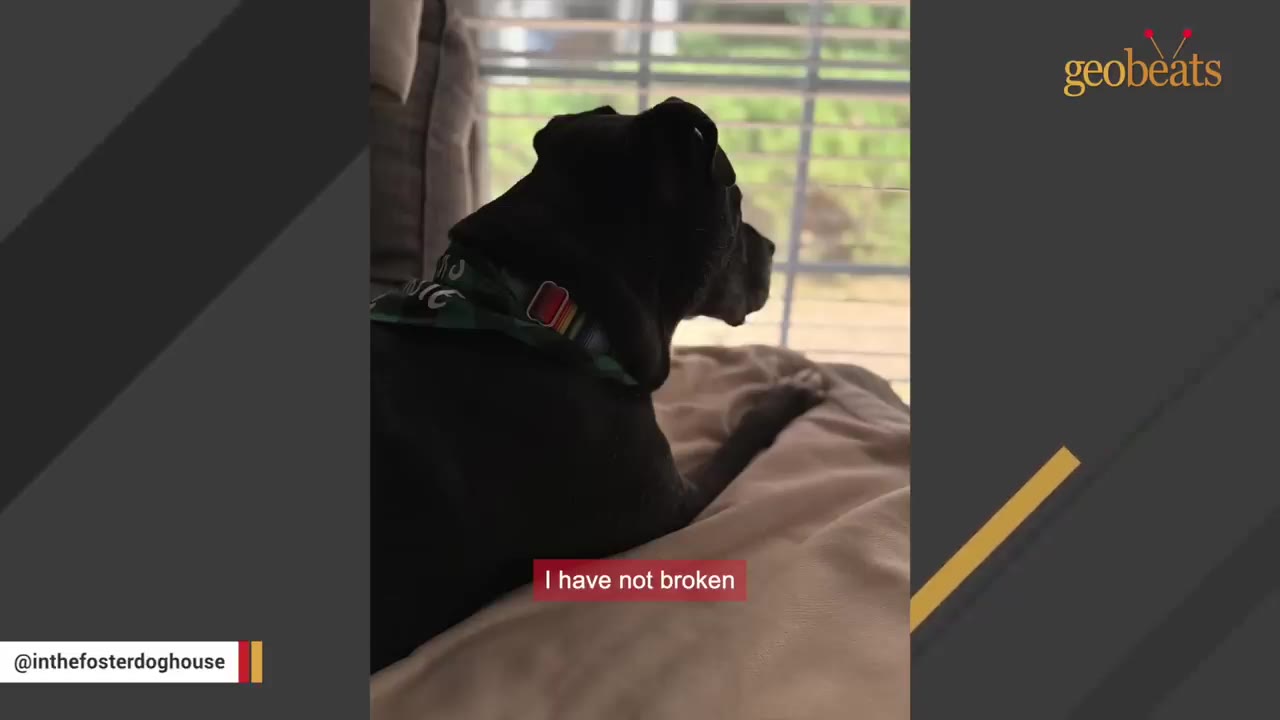 A black dog wearing a collar lies on a bed and looks out a window through blinds.