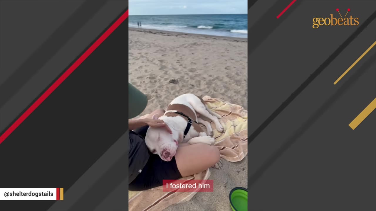 A white and brown dog named Rudolph rests on a beach towel next to a person, with the sandy shore and ocean waves visible in the background.