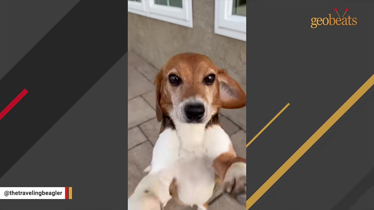 A close-up shot of a brown and white beagle looking directly into the camera with its ears slightly raised.
