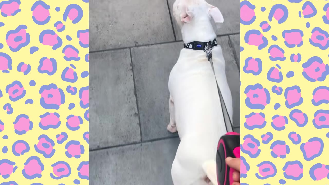 A high-angle view of a white dog wearing a black collar walking on a leash on a paved sidewalk.
