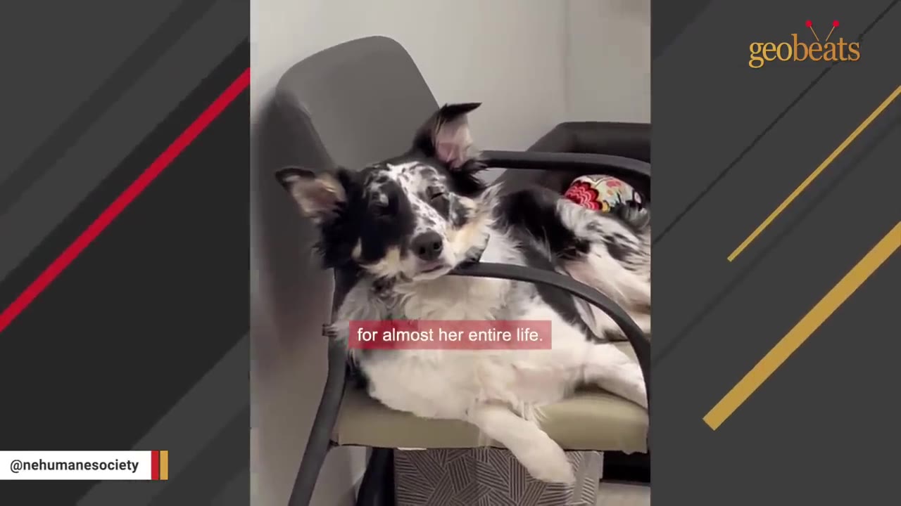 A black and white speckled dog relaxes comfortably, lounging in a grey office chair.