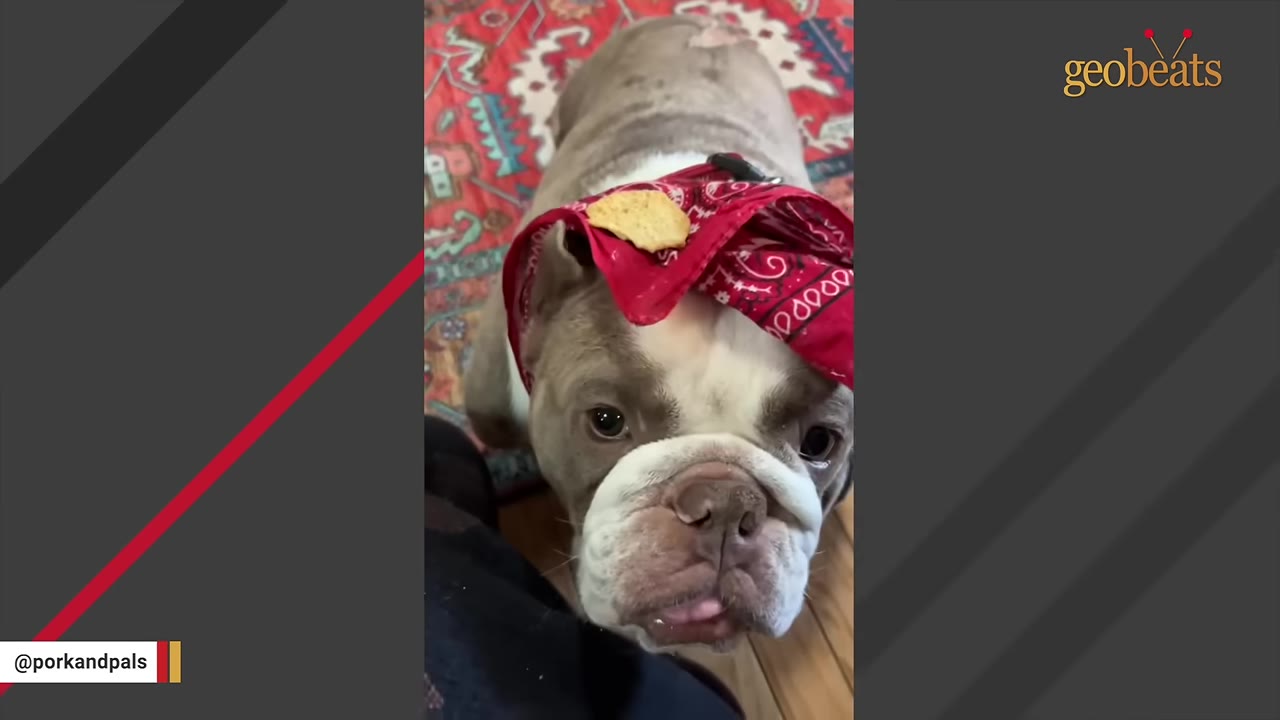 A close-up shot of a brown and white bulldog wearing a red bandana on its head with a small treat resting on top, looking up with wide eyes.