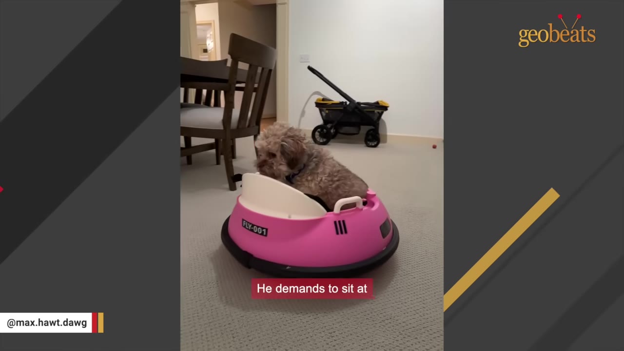 A small fluffy dog sitting inside a pink toy bumper car on a carpeted floor near a dining table.