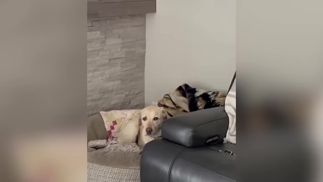 A yellow Labrador retriever lies comfortably in a dog bed next to a dark leather armchair inside a living room.