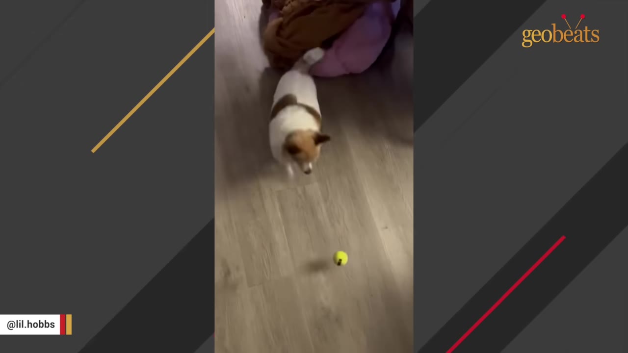 A small white and brown dog runs on a wooden floor toward a small yellow ball.