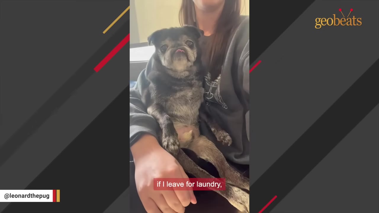 An older black pug with a grey face sits comfortably on his owner's lap as she holds him.