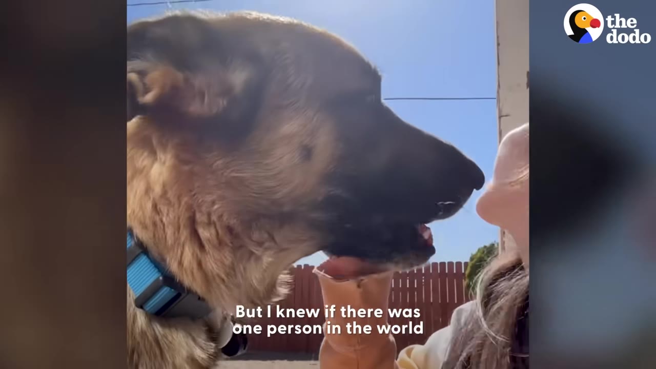A close-up profile of a German Shepherd dog gently touching its nose to a person's face outdoors.