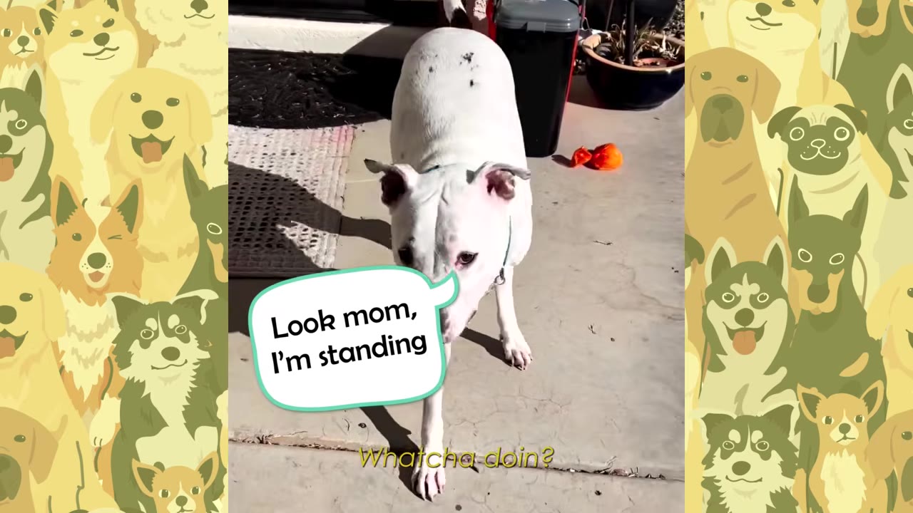 A white dog standing on a concrete patio with a speech bubble overlay that reads, 'Look mom, I'm standing'.