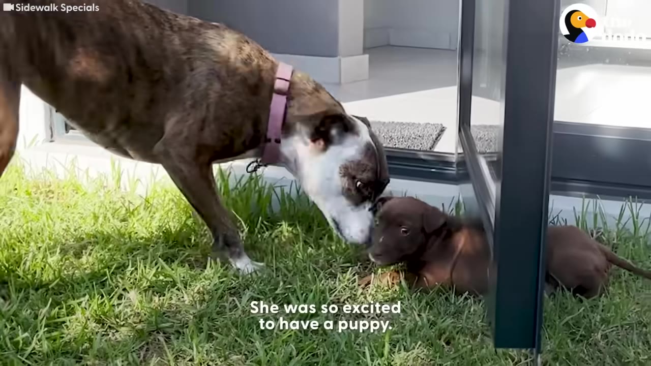 A brindle dog with a pink collar gently sniffs a small brown puppy lying on the green grass outside.