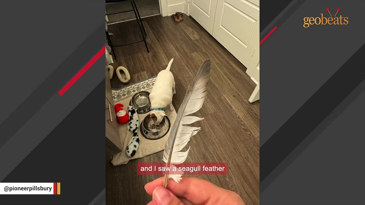 A hand holding a grey and white seagull feather in the foreground, with a small white dog eating from a bowl on the floor in the background.