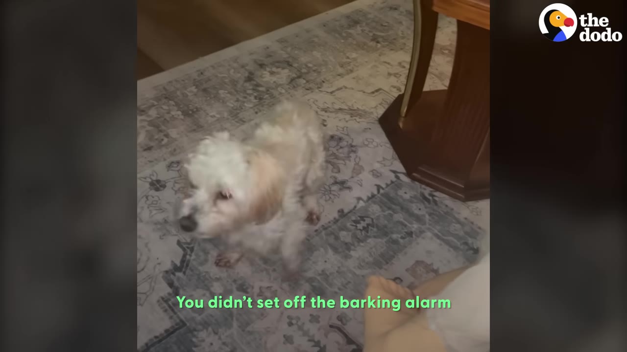 A small, fluffy white and tan dog stands on a patterned rug, looking up towards the camera with a curious expression.
