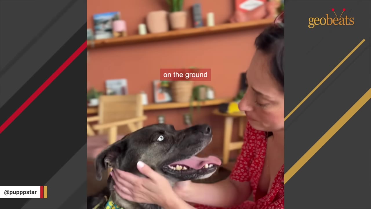 A dark-furred dog with wide, expressive eyes looks up at a woman who is gently cradling its head in her hands.