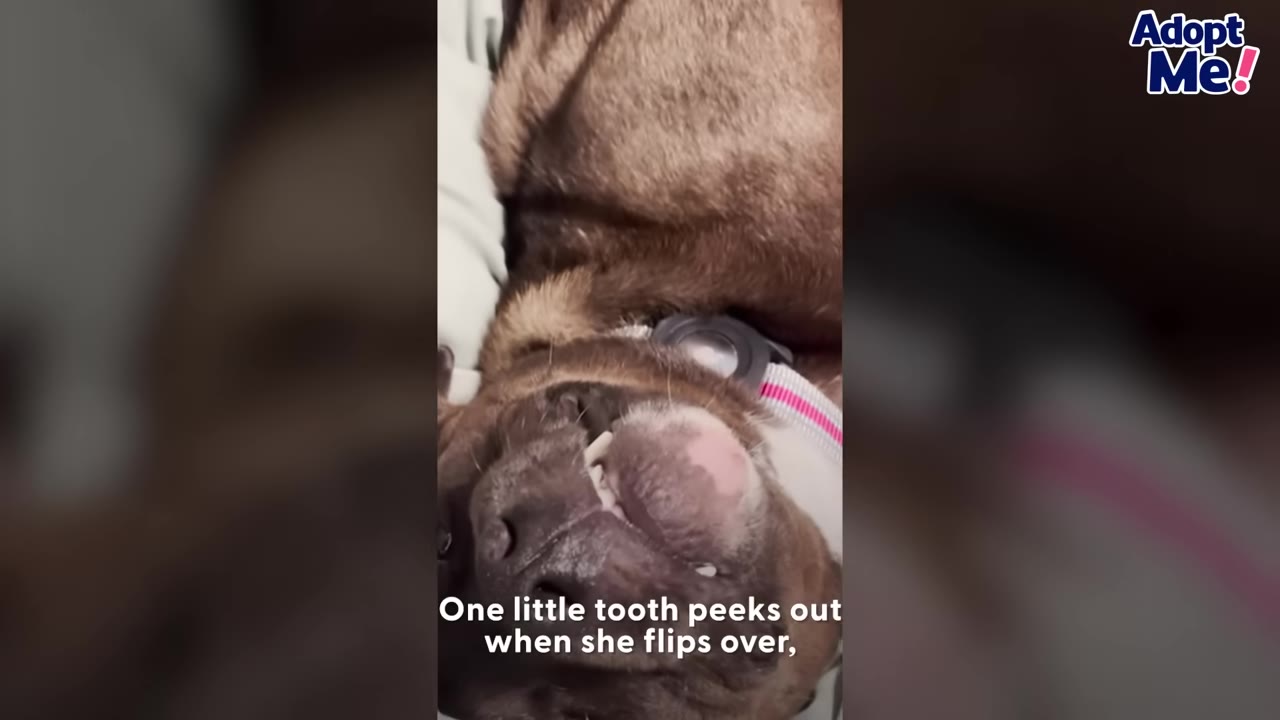 A close-up of a brown dog lying on her back, showing a single tooth peeking out from her upper lip.