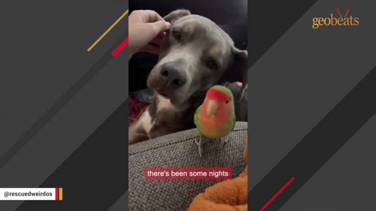 Arizona Dog Lets A Tiny Lovebird Sleep In His Fur, Then His Family Notices Her Unusual Warning Signs