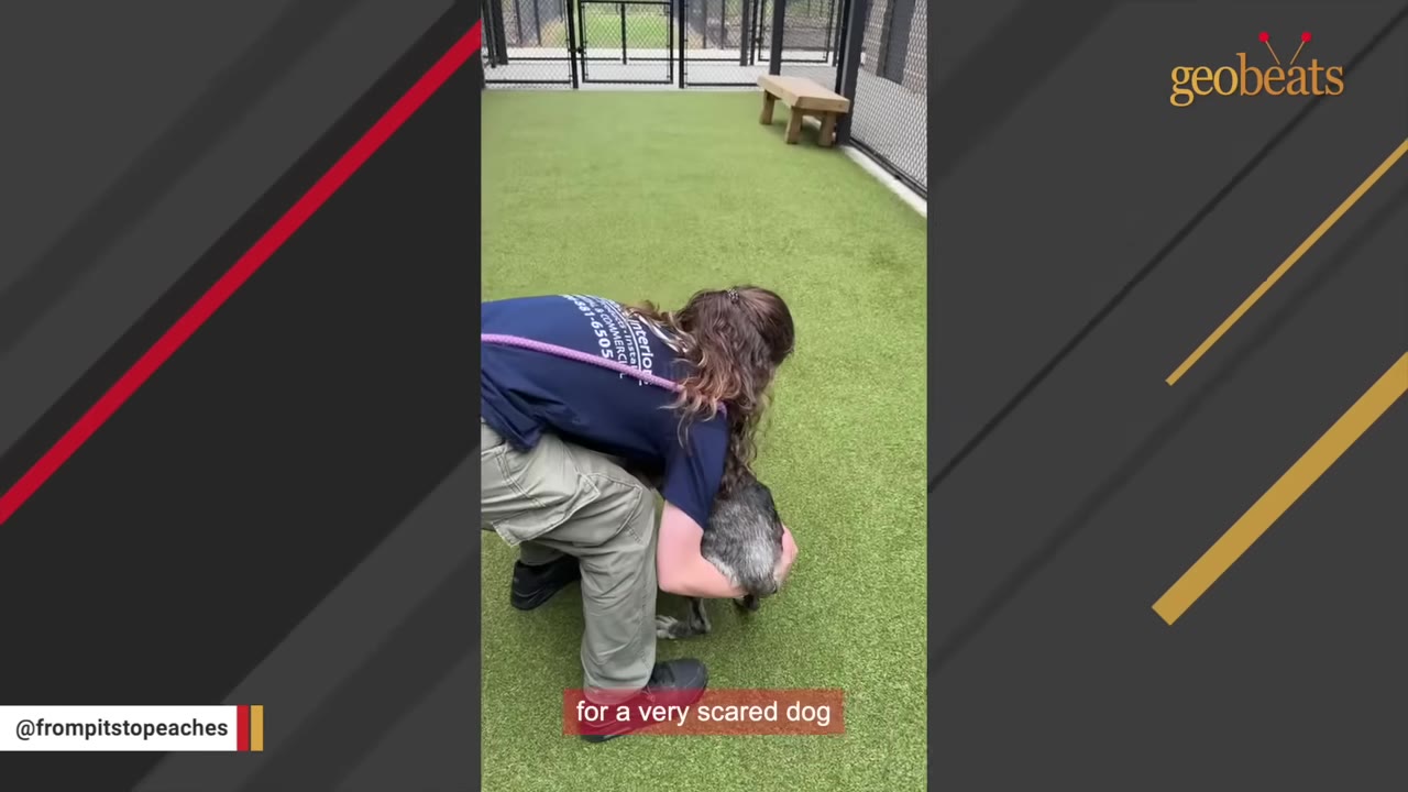 A volunteer in a blue shirt and khaki pants crouches down on green turf to comfort and hug a grey dog.