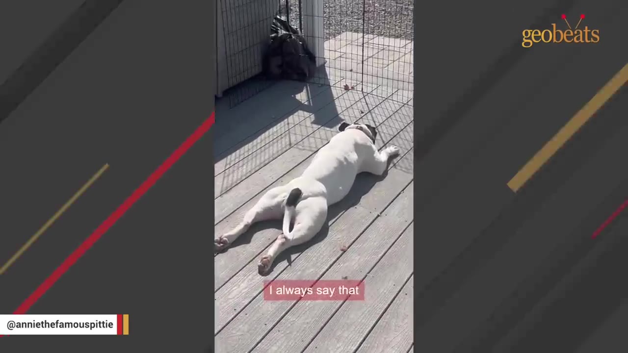 A white dog with a black patch on its tail lies fully stretched out on a wooden deck, sunbathing in a bright patch of sunlight.