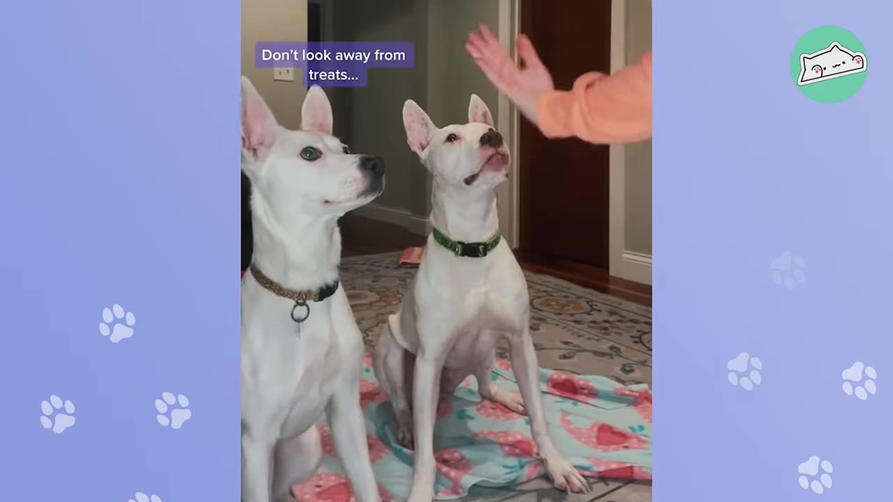 Two white dogs sit side-by-side on a blanket, looking up attentively toward a person's hand.