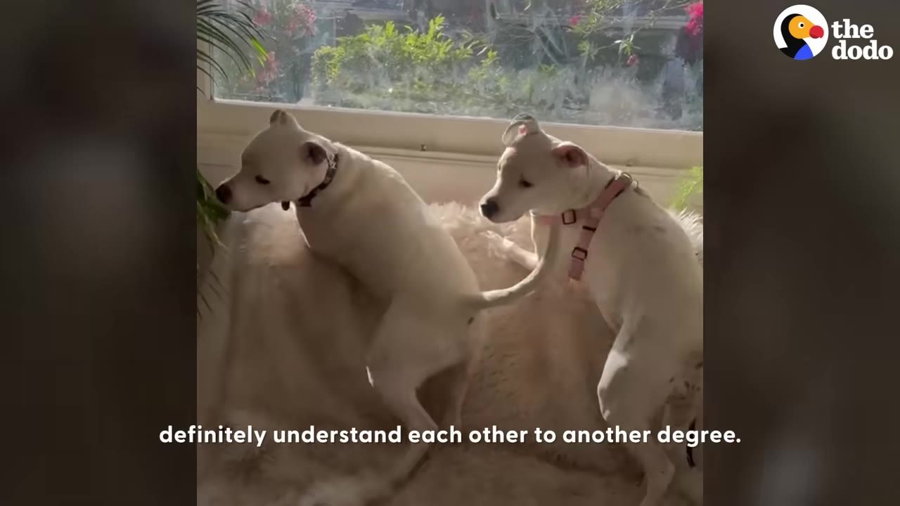 Two white dogs standing side-by-side on a fluffy white couch, looking out a window together.