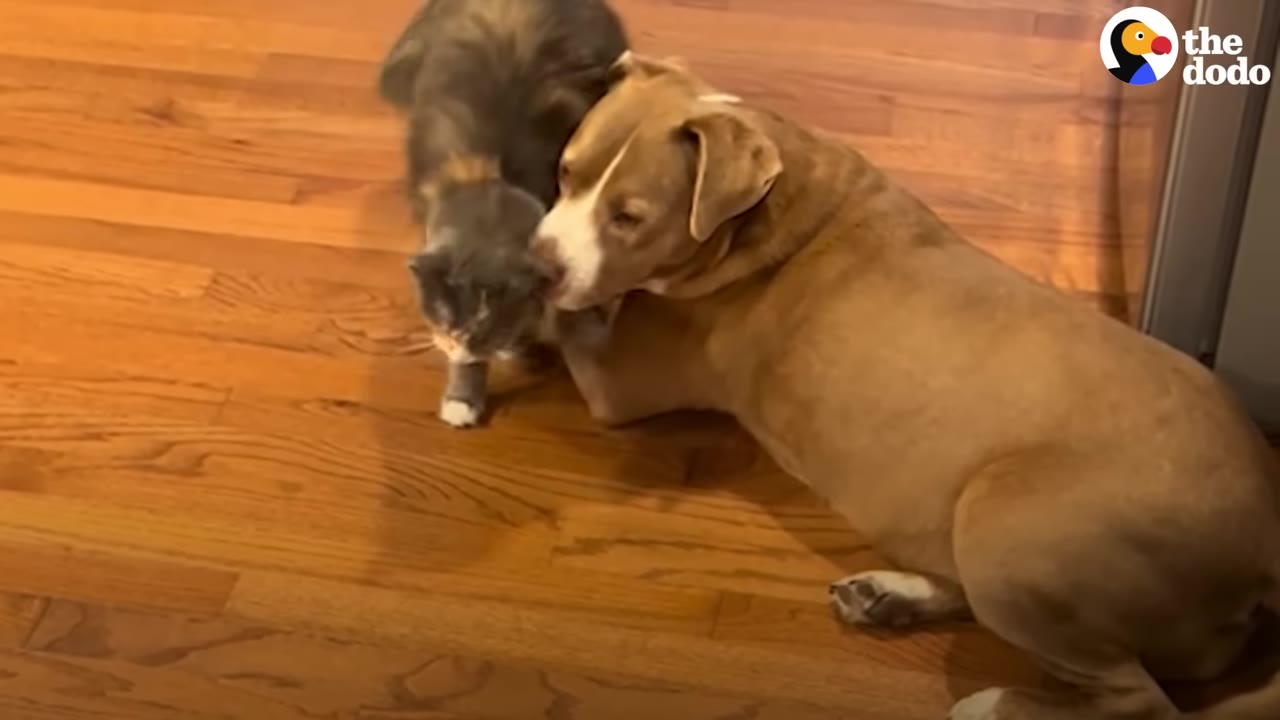 A light brown dog lying on a wooden floor gently nuzzles a grey and white cat.