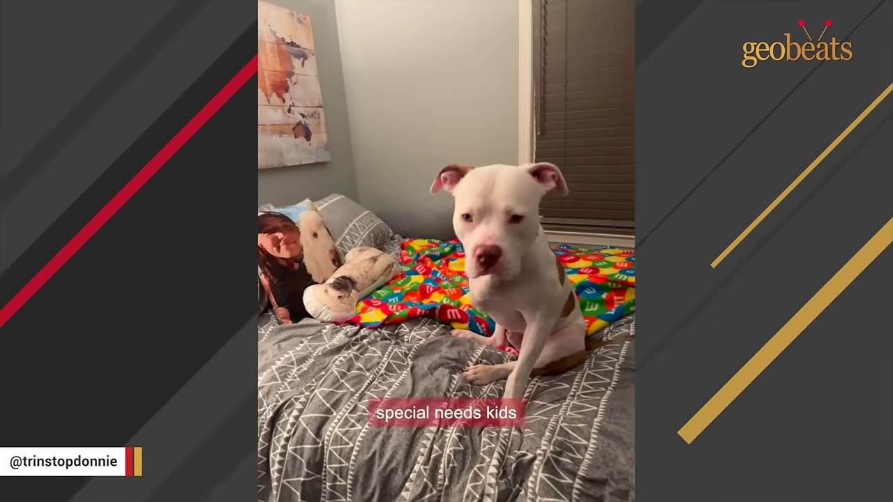 A white and brown pit bull dog sitting on a bed with a colorful blanket, looking directly at the camera.