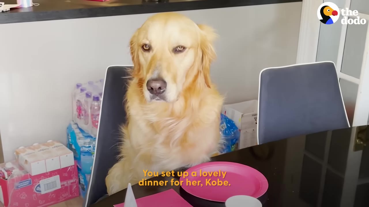 A golden retriever named Kobe sits upright in a chair at a dining table set with a pink plate.