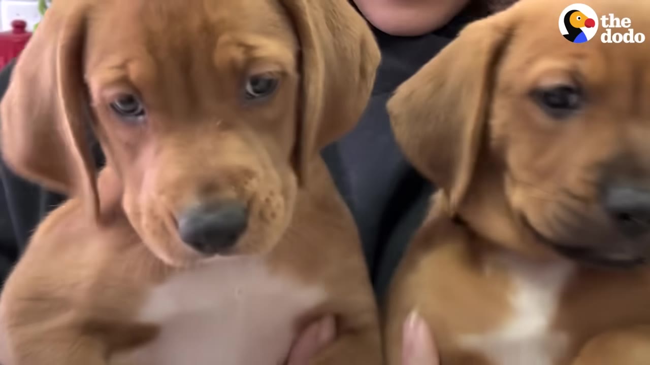 Two brown puppies with white chests are held close together, looking directly at the camera.