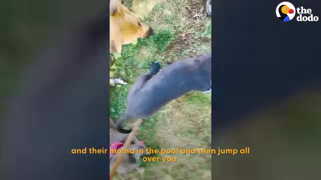 An overhead shot of dogs playing on the grass near a pool.