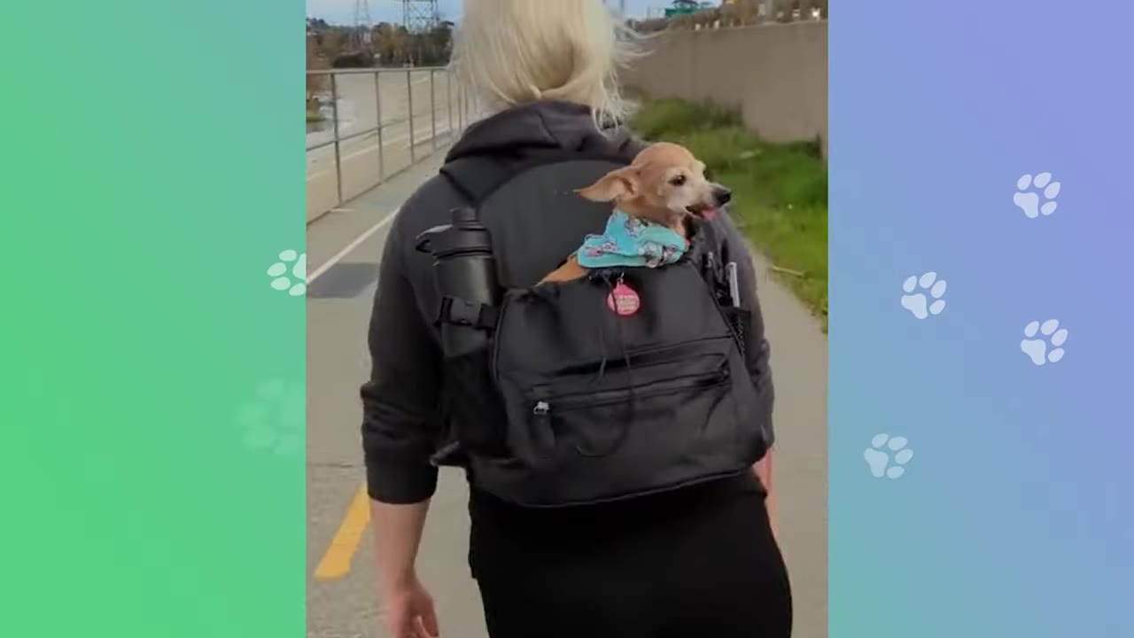 A small brown dog wearing a blue patterned bandana rides in a black backpack worn by a person walking along a paved outdoor path.
