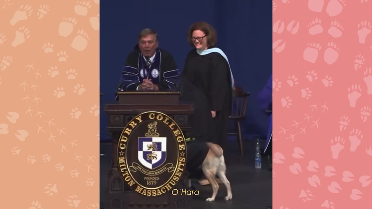 A graduation ceremony stage at Curry College with two administrators standing behind a podium and a dog wearing a graduation cap walking across the stage.