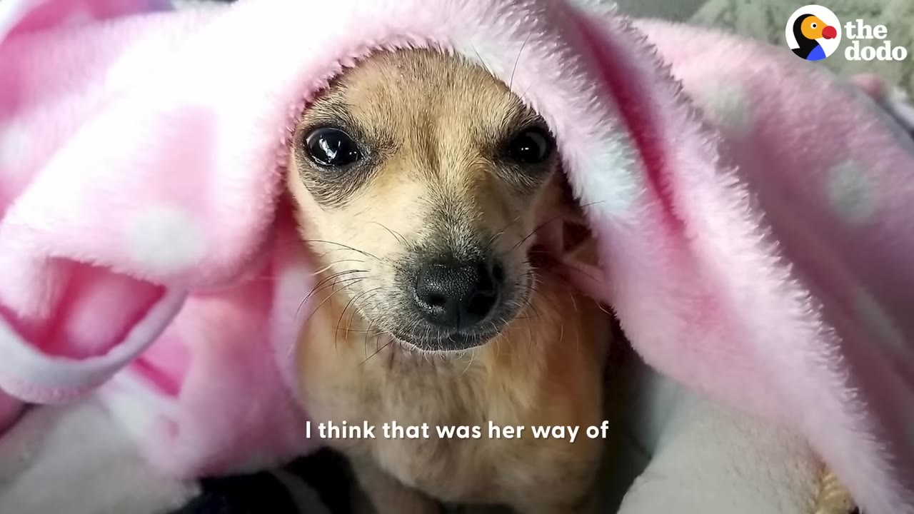 A small, tan Chihuahua-mix dog looks directly at the camera while wrapped snugly in a soft pink and white polka-dot blanket.