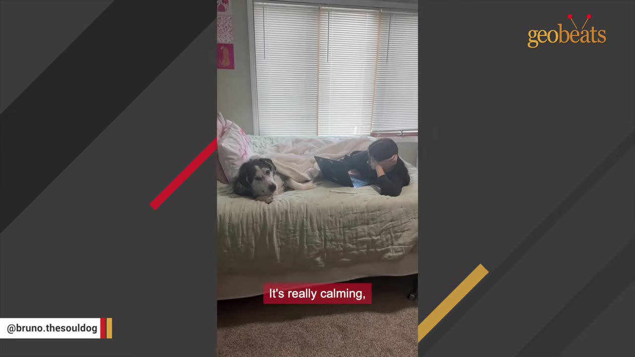 A black and white dog lies comfortably on a bed next to a person looking at a laptop.