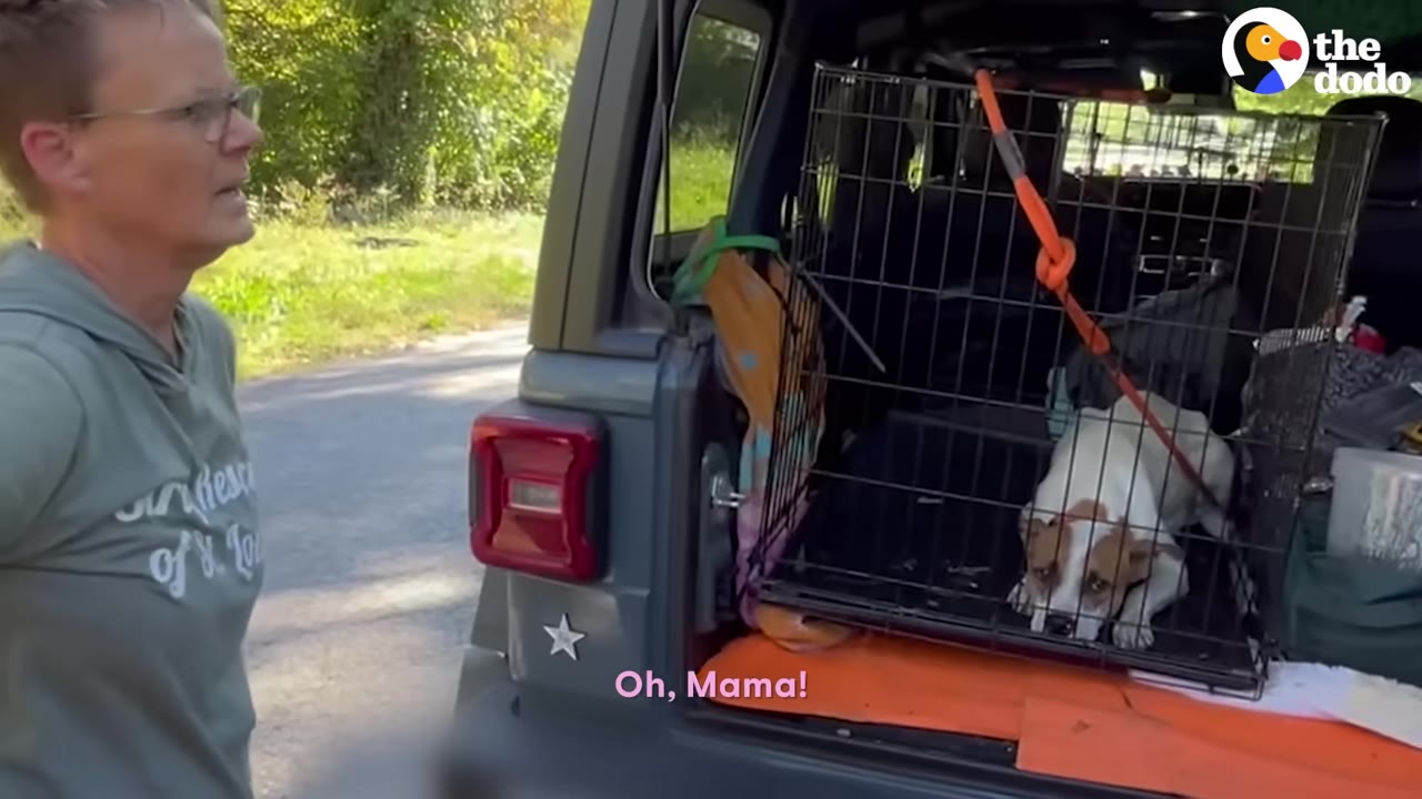 A white and brown dog lies inside a wire crate in the back of a vehicle, looking sad and uncertain, while a woman in glasses looks on.