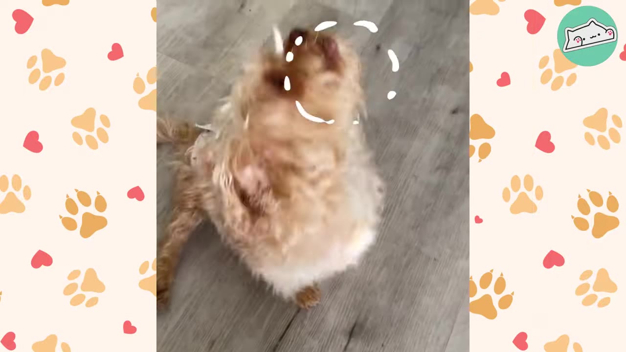 A small, fluffy tan dog looking up with its mouth open as if barking or howling, with animated white sound lines drawn around its head.