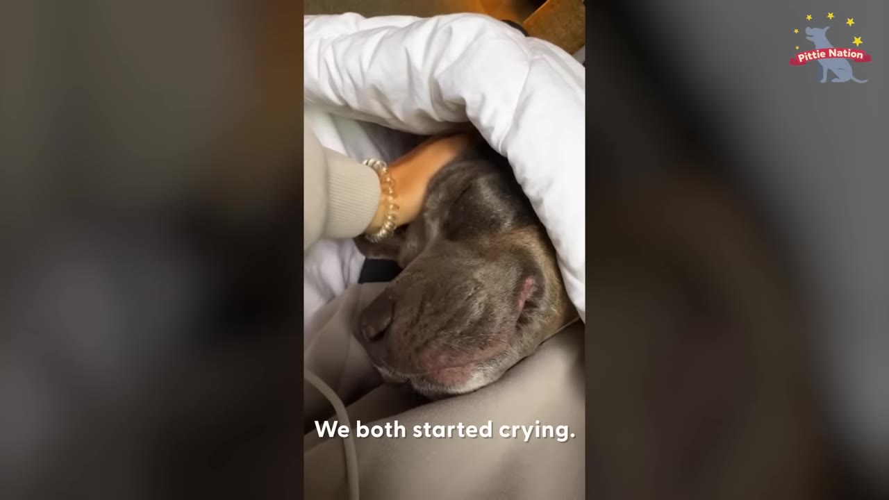 A close-up of a grey pit bull sleeping peacefully under a white blanket while being gently petted by a hand wearing a gold bracelet, with text overlay reading 'We both started crying.'