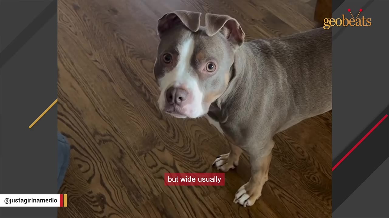 A gray and white dog standing on a wooden floor, looking up with its ears folded forward over its forehead.