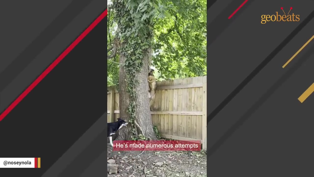 A black and white dog stands at the base of a large tree looking up at a tan dog climbing a wooden fence next to the tree trunk.