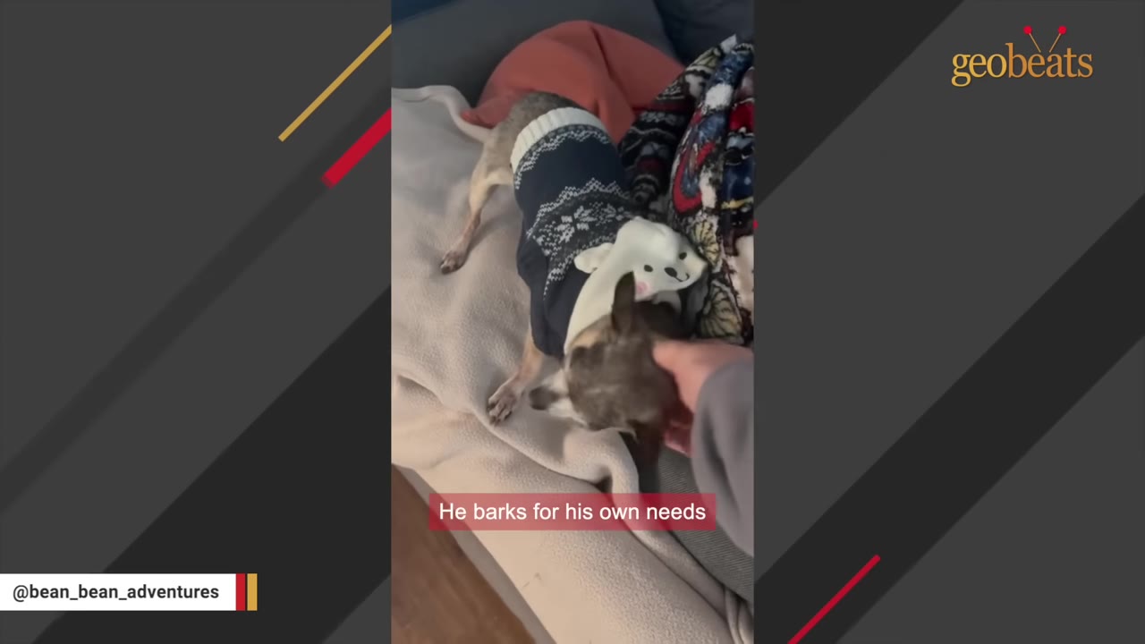A small dog wearing a blue and white patterned sweater with a white hood is being petted on the head by a person's hand while lying on a couch.