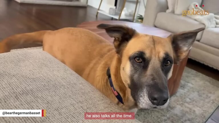 Pennsylvania Dog Was Found Alone In A Field Wearing A Collar That Crumbled In Their Hands