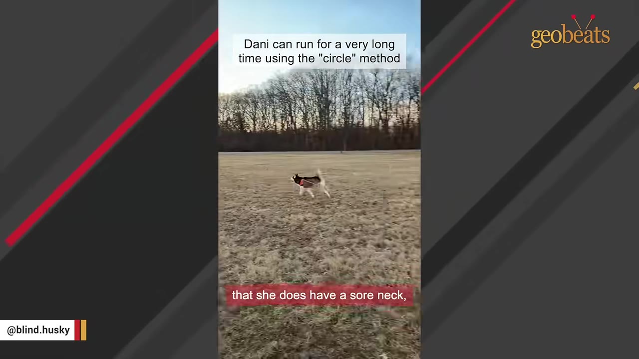 A husky running in an open grassy field with text overlay that reads 'that she does have a sore neck,'.